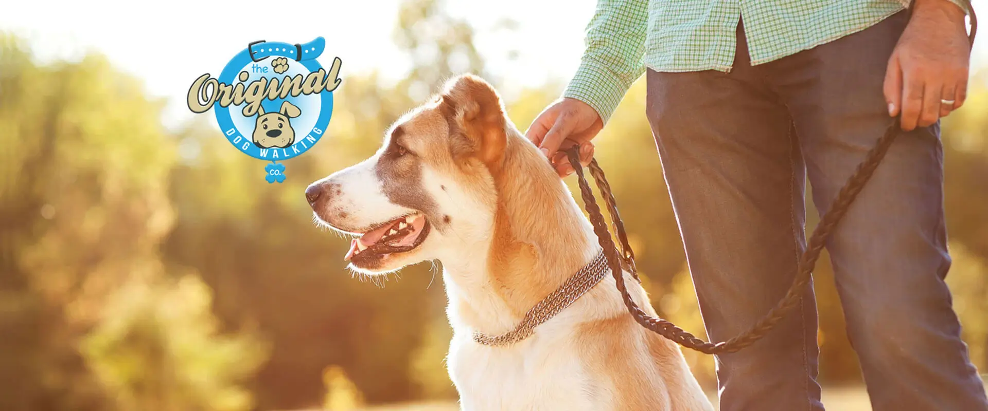 Dog walking in California